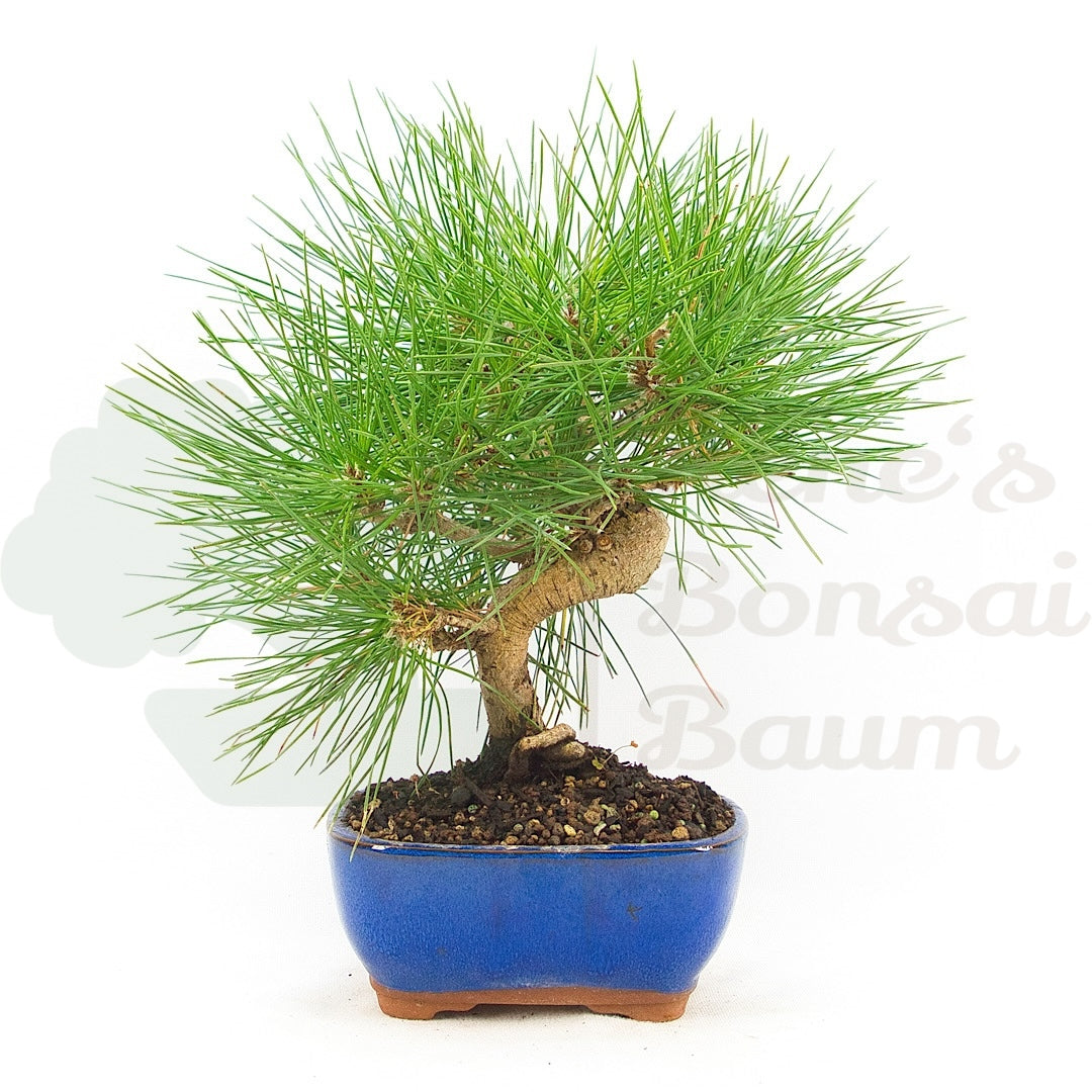 Japanische Schwarzkiefer 'Pinus thunbergii'